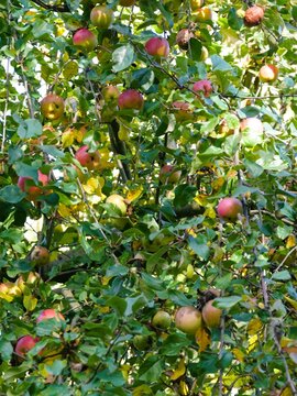 Apfelbaum in der Herbstsonne