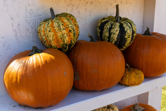 Orange and speckled green pumpkins on white shelf, autumn farm market display, harvest festival decor, thanksgiving theme