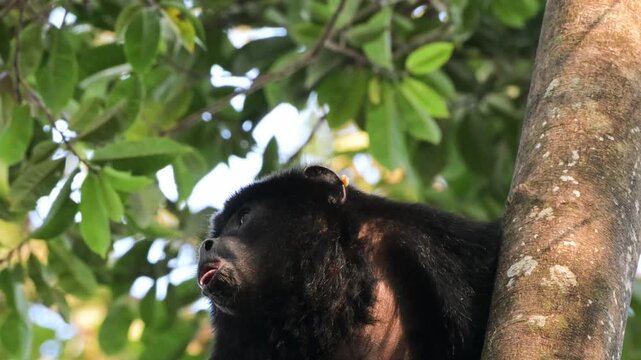 howler monkey, black and gold howler monkey,  monkey, on tree, Alouatta caraya, male, South Wild Lodge, Pantanal, Mato Grosso, Brazil