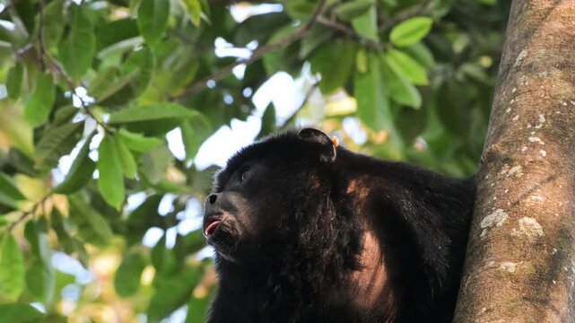 howler monkey, black and gold howler monkey,  monkey, on tree, Alouatta caraya, male, South Wild Lodge, Pantanal, Mato Grosso, Brazil