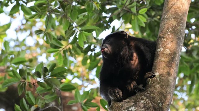 howler monkey, black and gold howler monkey,  monkey, on tree, Alouatta caraya, male, South Wild Lodge, Pantanal, Mato Grosso, Brazil