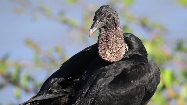 Black Vulture, Coragyps atratus, vulture, bird,  American black vulture, Mexican vulture, zopilote, urubu, or gallinazo, is a bird in the New World vulture,  Port Jofre', Pantanal, Mato Grosso, Brazil