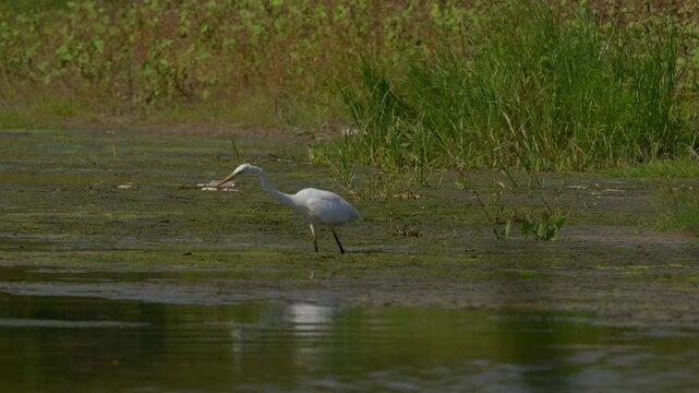 Great egret catching a fish, slow motion, 120fps , 4k