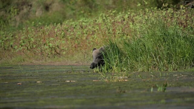 A wild boar eating grass on the riverbank. Sus scrofa