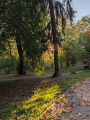 Warm sunset sunlight shining through trees in an autumn city park, glowing green grass and fallen red leaves on a paved path, tall spruce trunk in backlight, golden hour fall landscape © Oles