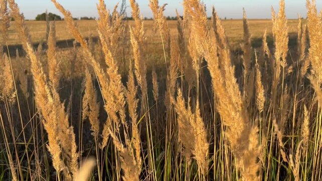 Horizontal panning shot of dry wild grass spikes swaying in the wind across a rural field at sunset