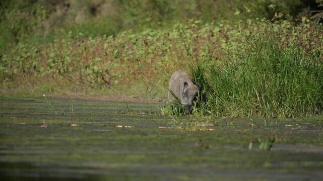 A wild boar eating grass on the riverbank.Sus scrofa