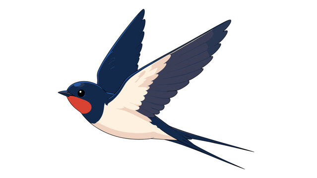 Barn swallow flying with raised wings and forked tail