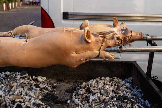 two whole pigs roasting on a spit over hot embers during a village festival.