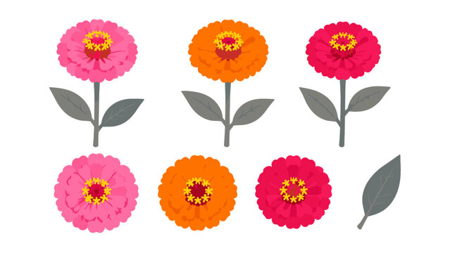 Colorful zinnia flower set with stems and top views