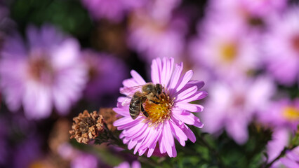 Bee gathers nectar from a purple aster flower © aviavlad