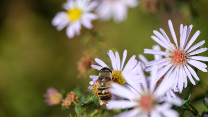 Honey bee visits a pale purple aster in a garden © aviavlad