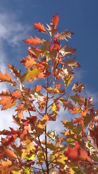 Young oak branch with multicolored autumn leaves gently swaying against clear blue sky