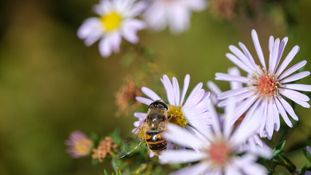 Honey bee visits a pale purple aster in a garden