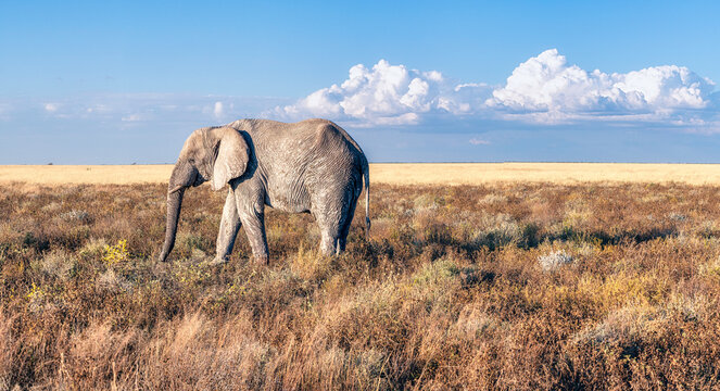 Elefant
