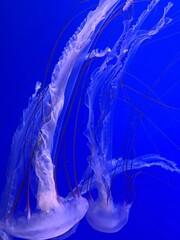 jellyfish in the water © Elina