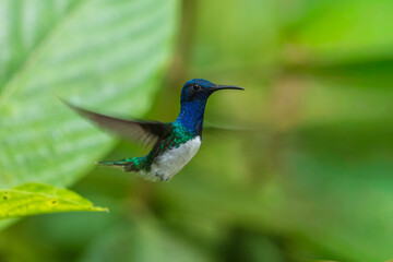 Fototapeta premium A brilliant White-necked Jacobin hummingbird (Florisuga mellivora) captured in mid-flight with motion-blurred wings against a soft green tropical foliage background in Ecuador.