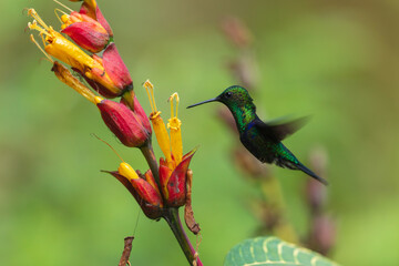 Fototapeta premium A stunning Crowned Woodnymph hummingbird (Thalurania colombica) hovering in mid-flight while feeding on a colorful tropical flower stalk in Ecuador.