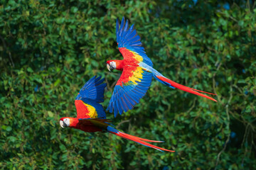 Two vibrant Scarlet Macaws (Ara macao) flying together in mid-air, showcasing their striking red, yellow, and blue plumage against a lush green natural canopy. © Miroslav Srb