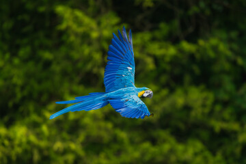 A vibrant Blue-and-yellow macaw (Ara ararauna) captured in mid-air flight, showcasing its striking blue wings and long tail feathers against a soft green natural background. © Miroslav Srb