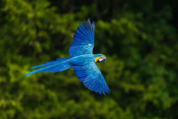 A vibrant Blue-and-yellow macaw (Ara ararauna) captured in mid-air flight, showcasing its striking blue wings and long tail feathers against a soft green natural background. © Miroslav Srb
