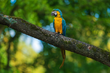 A vibrant Blue-and-yellow macaw (Ara ararauna) perched gracefully on a mossy branch against a soft, lush green background. © Miroslav Srb
