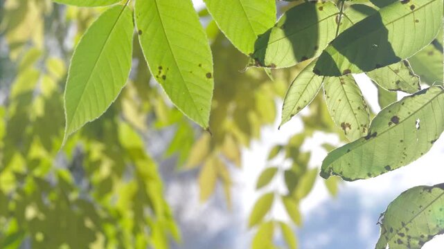 Backlit green oak leaves swaying in gentle breeze with sunlit veins and soft bokeh sky