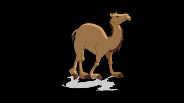A smooth 2D cartoon camel walking animation perfect for desert safari commercials, children's educational cartoons on alpha background
