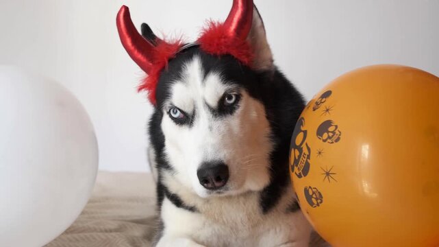 Suspicious husky in red devil horns gives judging side eye look between halloween balloons. Concept of suspicious pet and funny meme reaction, suspicious look for social media, ads, blogs