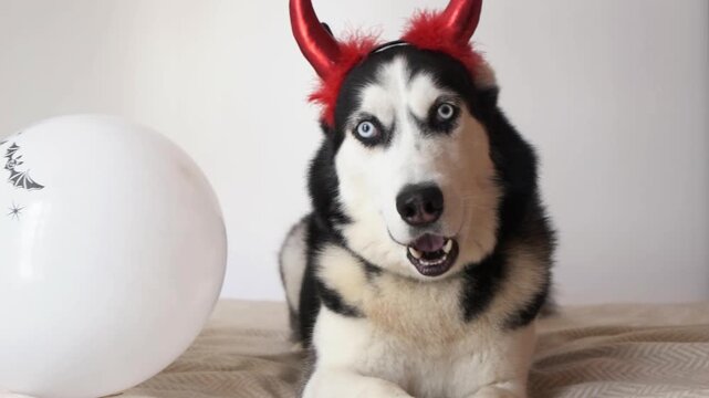 Smiling husky dog with red devil horns turns head to camera next to white bat balloon. Concept of smiling pet and friendly halloween greeting, smiling dog for pet store ads, cards and social media