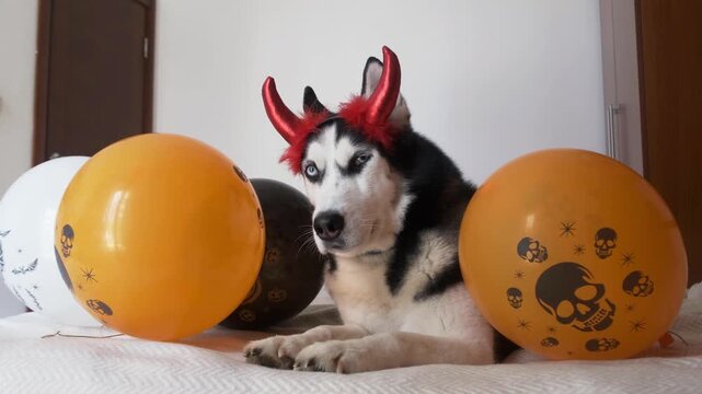 Husky dog with red devil horns lies among orange halloween balloons on bed, wide shot. Concept of halloween decor and home party with pet, decor scene for party stores, banners, invitations and posts