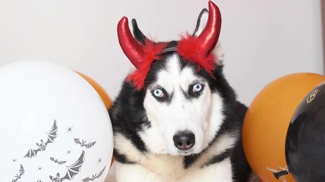 Scary husky with blue eyes in red devil horns stares at camera among halloween balloons. Concept of scary evil pet for spooky halloween greeting, scary look for party posters, cards and social media