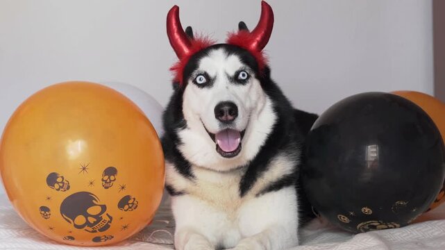 Happy husky in red devil horns lies between orange and black balloons and smiles at camera. Concept of happy halloween greeting from pet, greeting card background for invitations, ads and social media