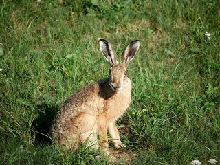 European hare (Lepus europaeus) looking at the camera in a meadow © Mariusz