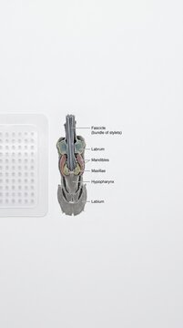 An educational display features a detailed representation of insect mouthparts, including labium, mandibles, maxillae, and hypopharynx, serving as a learning tool in biological studies.