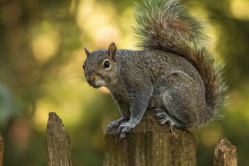 Front profile portrait of an eastern grey squirrel perched on a fence post © Palen