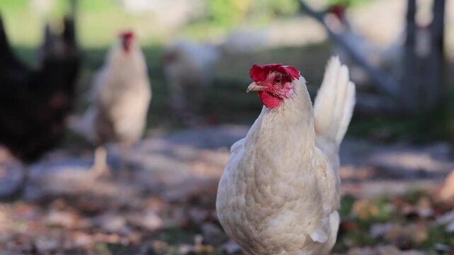 White chicken stands in a farmyard as other hens approach. Poultry farming and backyard chickens. Rural agriculture and livestock. Domestic birds and animal behavior. Farm life.