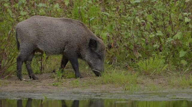 A wild boar eating grass on the riverbank. Sus scrofa