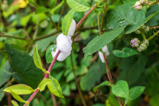 Nature's foam - protective secretion of the spittlebug insect nymph.