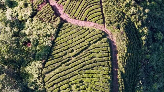 Vibrant green tea leaves absorbing bright morning sunlight on the terraced hillsides of Kertowono plantation.
