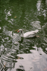 A white domestic goose swimming across a garden pond, with rippling water and reflections surrounding the bird in a peaceful natural setting © Johan