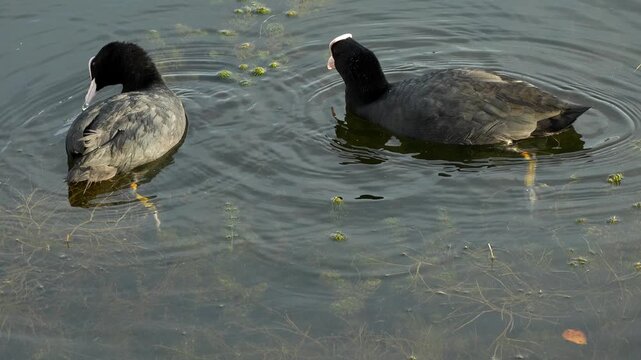 Black Eurasian coots calmly swimming across a body of water, creating gentle ripples as they move. Captured in smooth slow motion, highlighting the natural movement of the birds 