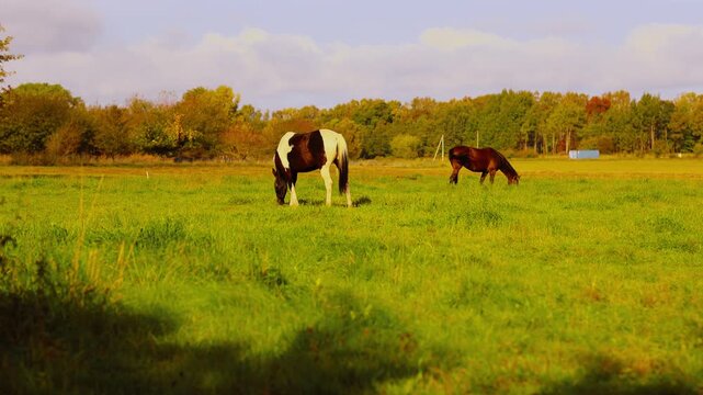 Two horses grazing in a green pasture beneath autumn trees. Rural farm animals and countryside. Equine husbandry and livestock feeding. Pastoral landscape.