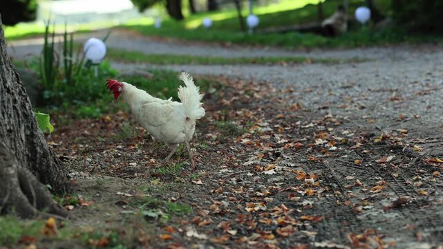 White chicken walks along a leaf-strewn garden path. Free-ranging poultry and farm animal behavior. Backyard farming and homestead life. Rural nature and outdoor setting.