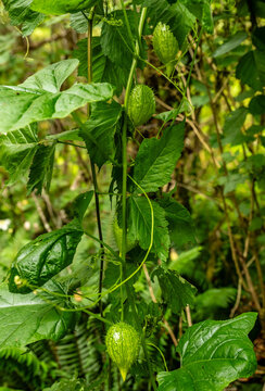 Tangled Vine Of Marah Plant With Bulblous Growths Covered In Spikes