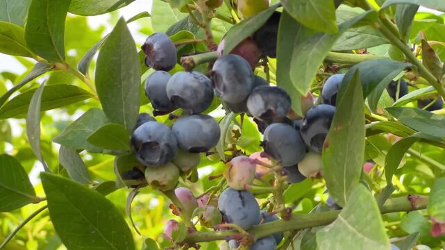 Fresh blueberries growing on a bush with green leaves.