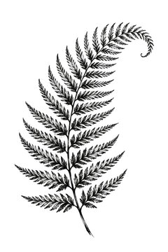 Black ink fern leaf illustration isolated on transparent background