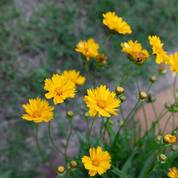 Bright yellow Coreopsis, Coreopsis Lanceolate. America wildflowers. Plant in your own yard.