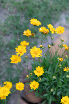 Bright yellow Coreopsis, Coreopsis Lanceolate. America wildflowers. Plant in your own yard. Vertical format.