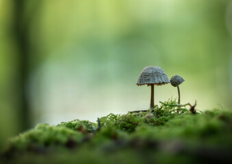 mushroom in the grass © Karim